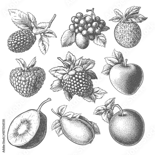 Hand Drawn Illustrations Of Various Fruits And Berries