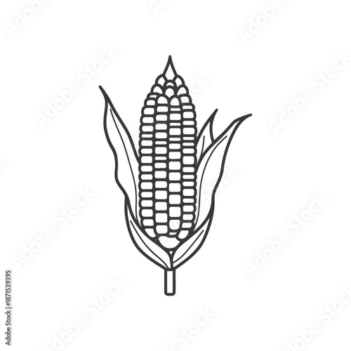 An illustration of an ear of corn with leaves