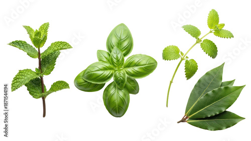 Herbs Collection: Mint, Basil, Lemon Balm, Bay Leaves isolated on transparent background