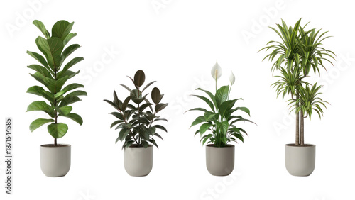 Four Potted Indoor Plants Isolated on Transparent Background