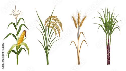 Cereal crops: corn, rice, wheat, sugarcane, isolated on transparent background