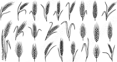 Detailed Hand-Drawn Black and White Wheat Ears Set. Sketch Collection of Various Cereal Grains, Agriculture, and Harvest Designs
