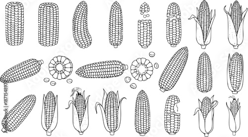 Detailed black and white line art illustrations of corn cobs and kernels, depicting various forms and stages, perfect for food, harvest, and agricultural designs.