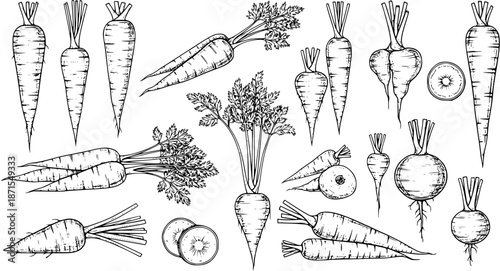 Variety of Root Vegetables Illustration - Carrots, Turnips, Parsnips, and Beets in Vintage Engraving Style