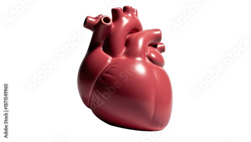 Realistic Human Heart Anatomy isolated on transparent background