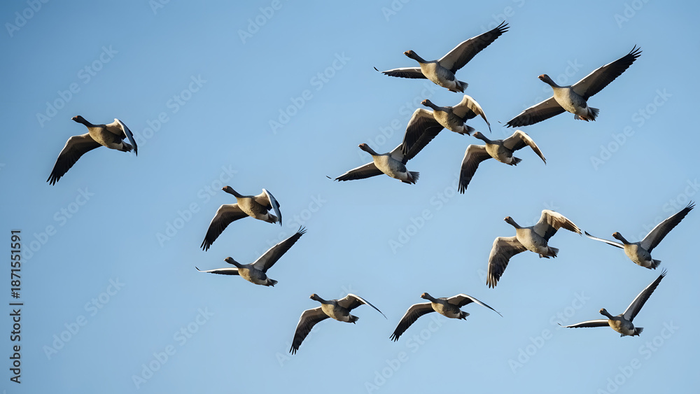 Obraz premium Flock of flying geese in formation against a clear blue sky - Concept of Bird migrations 