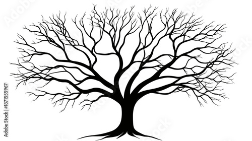 Black Silhouette of Leafless Tree Branches.