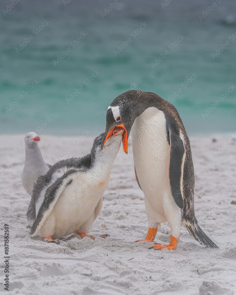 Fototapeta premium Incredible King Penguin Feeding a Young Chick While Seagull Watches. Close Up on Beach in Yorke Bay Falkland Islands Near Antarctica Mother Baby