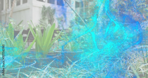 Showing black nursery pots holding upright straplike plants on yard near porch, turquoise swirl