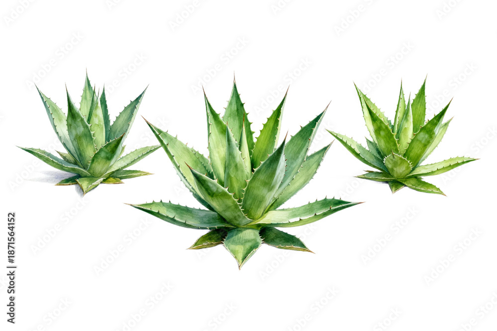 Fototapeta premium Three Agave Plants with Spiked Leaves