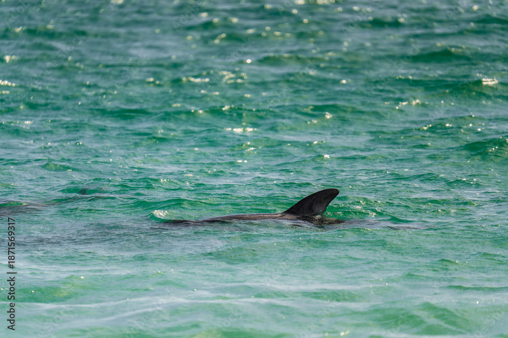 Obraz premium Dolphin Fin Visible in the Waters of Yorke Bay Falkland Islands. Close Up of Wildlife in Green Turquoise Waters
