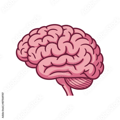 Human brain shows the left cerebral hemisphere in side profile.