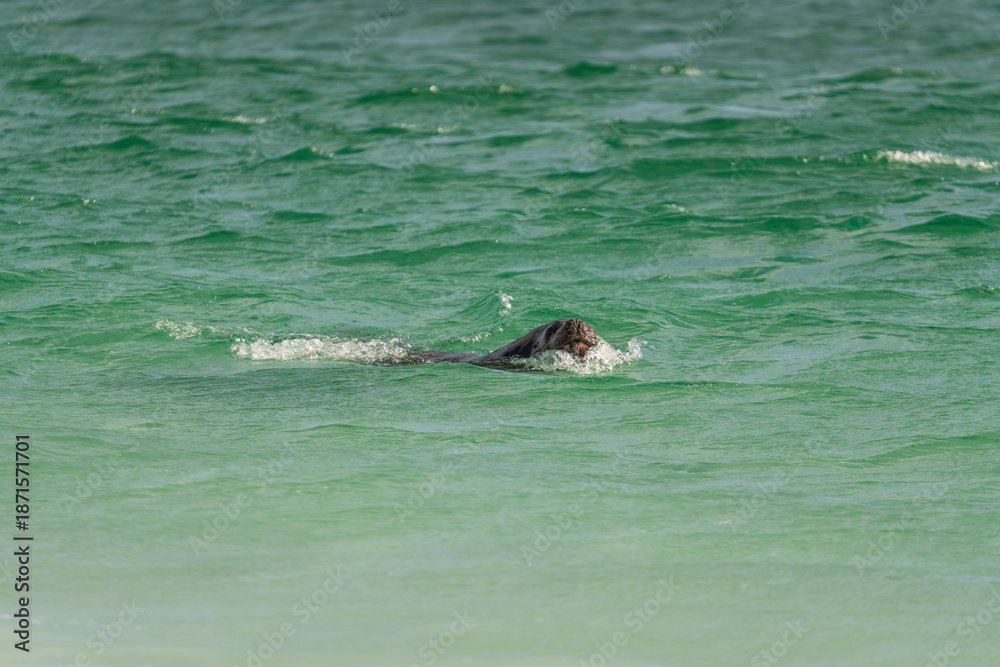 Fototapeta premium Seal Splashing in the Waves in Yorke Bay Falkland Islands. An Elephant Seal Through the Green Colorful Water on Beach