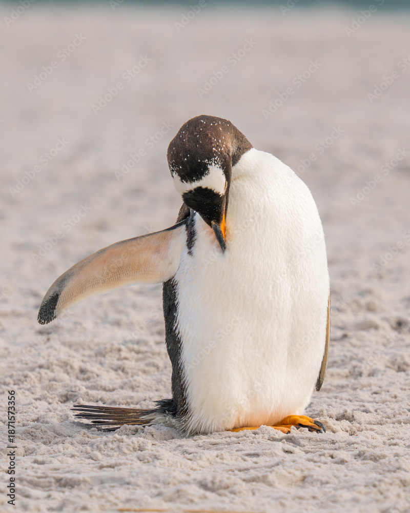 Fototapeta premium Close Up Gentoo Penguin on the Beach Arm Flipper Open Beak Picks Chest in Yorke Bay Falkland Islands Near Antarctica. Cute Wildlife Penguin Colony