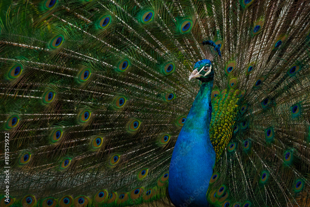 Obraz premium peacock with feathers