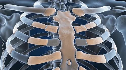 Anatomical illustration of human rib cage and sternum against a blue backdrop
