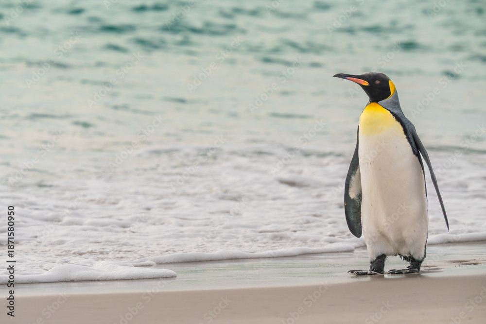 Fototapeta premium King Penguin on Beach Shore in Yorke Bay Falkland Islands Near Antarctica. Looks Out Across Ocean Documentary Cute Wildlife Penguin Colony On Side