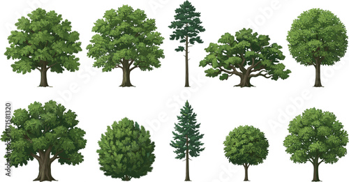 Green tree illustration collection, diverse forest trees and bushes, natural ecology concept, isolated white background, detailed vector set, artwork, design