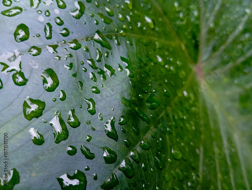 Macro view of water droplets on green leaf surface.