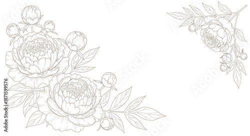 Delicate floral corner design with elegant peonies and leaves in line art style.