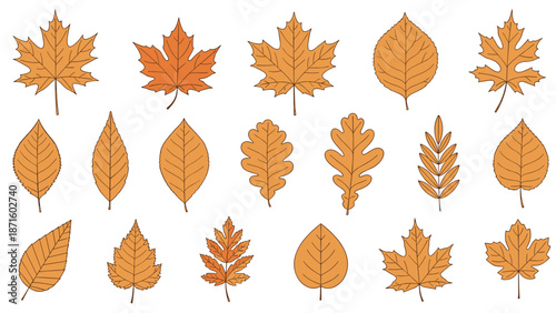 Large collection of eighteen orange autumn leaves in various shapes and sizes for seasonal fall theme decoration projects.