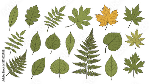 Diverse array of nineteen green and yellow tree leaves illustrated with detailed vein patterns for nature themed designs.