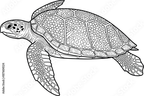 Sea turtle line art illustration, marine animal vector drawing for coloring book, aquatic wildlife sketch, oceanic reptile isolated on white,