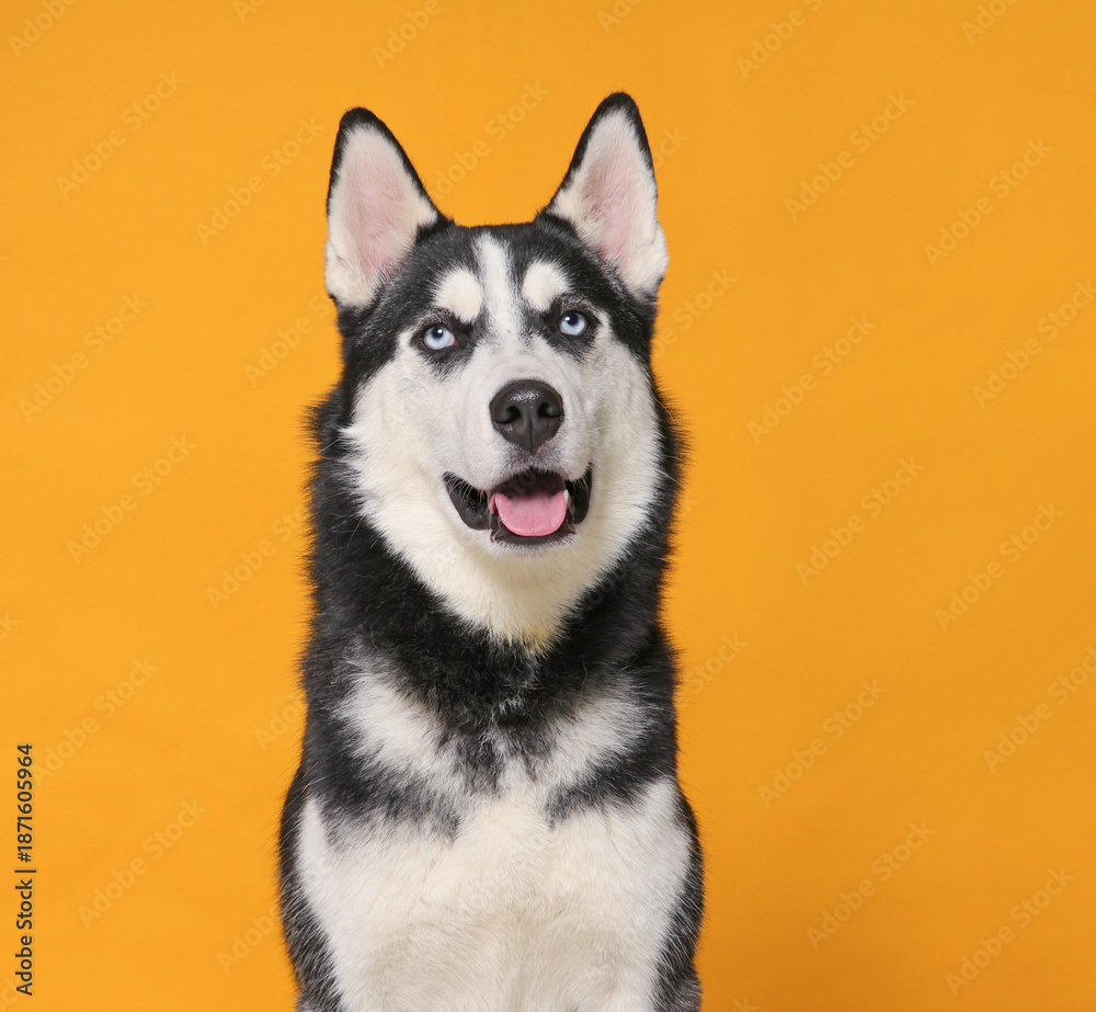 Fototapeta premium Studio photo of a cute dog in front of an isolated background 
