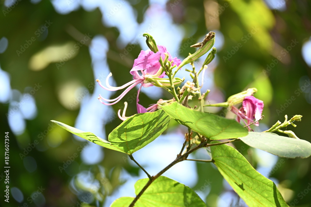 Fototapeta premium Bauhinia blakeana flowers. Its common name the&nbsp;Hong Kong orchid tree and Orchid Tree. It&nbsp;is a&nbsp;hybrid&nbsp;leguminous&nbsp;tree of the&nbsp;genus&nbsp;Bauhinia. It has large thick leaves and striking purplish red flowers.