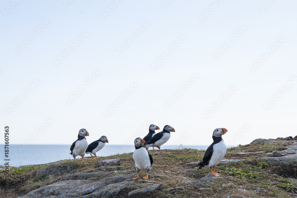 Fototapeta premium Atlantic puffins gathered on a cliff in Elliston, Newfoundland Canada with sky and ocean in background