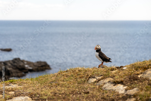 Single puffin perched on a cliff with ocean and sky in background