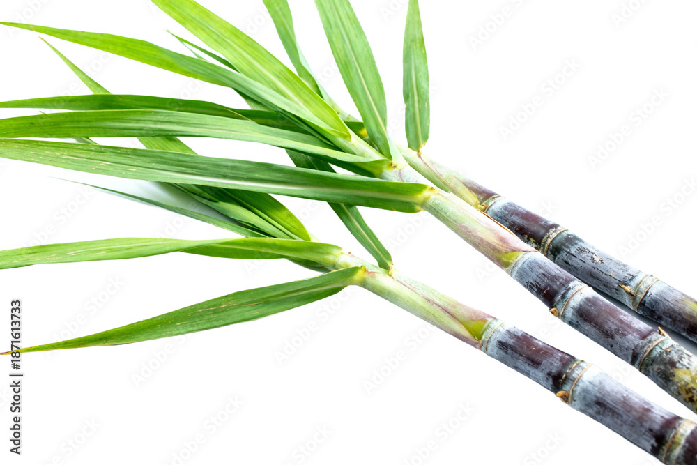Fototapeta premium Fresh Sugarcane Stalks with Green Leaves