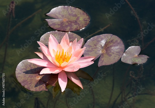 Fotografie Blooming nymphea closeup (Lat. - nymphaea)