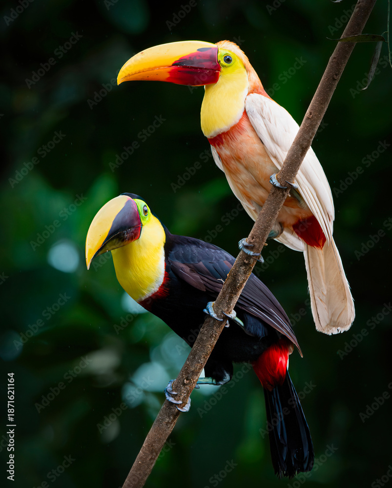 Fototapeta premium toucans on a branch