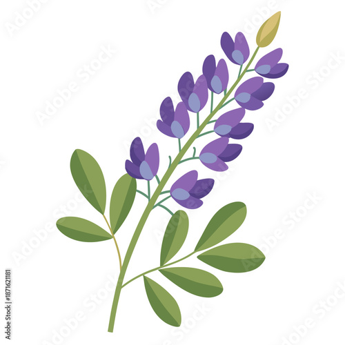  baptisia australis flower with branch on white background