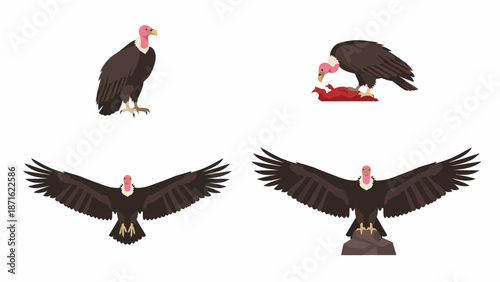 Vulture Vector Illustration Set. Cartoon Scavenger Bird Poses: Standing, Flying, Eating Carrion, Perched