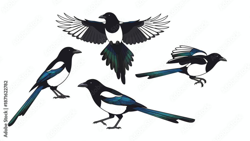 Fototapeta premium Magpie Bird Vector Illustration Set. Different Poses: Flying, Standing, and Perching. Wildlife Design Element Isolated on White.