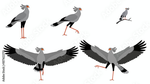 Secretary Bird Vector Set. African Wildlife Bird of Prey Illustrations in Standing, Walking, and Flying Poses.