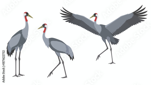 White-Naped Crane Bird Illustration Set: Standing, Walking, and Flying Poses. Isolated vector graphic of majestic Grey Asian wildlife.