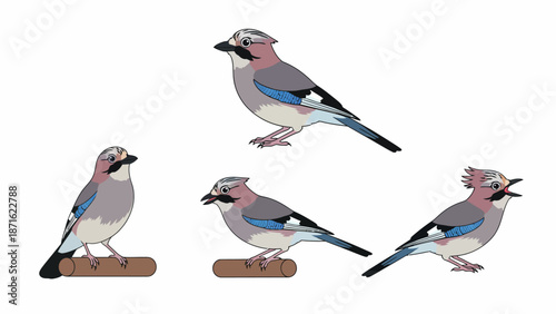 Eurasian Jay Bird Illustration Set: Cartoon Vector of Jays in Various Poses (Perching, Standing, Calling) Isolated on White.