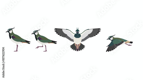 Northern Lapwing (Vanellus vanellus) Movement Sequence Vector Illustration. Peewit Bird Standing, Walking, and Flying Poses Isolated.