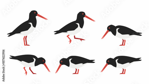 Vector Set of Eurasian Oystercatcher Birds. Isolated graphic collection of wader shorebirds in various standing and foraging poses.