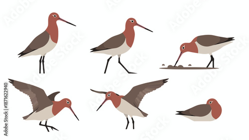 Black-tailed Godwit Bird Poses Set. Collection of Shorebird Illustrations showing standing, walking, flying, feeding, and resting actions.