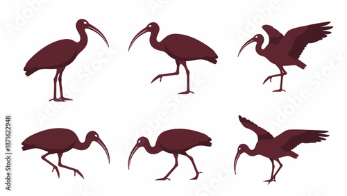 Vector Ibis Bird Silhouette Set. Collection of stylized wading birds in various poses: standing, walking, and flying icon graphics.