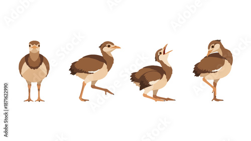 Vector Set of Cute Bird Chick Poses Isolated on White: Fledgling, Baby Waterfowl, or Wader Bird in Cartoon Style Collection