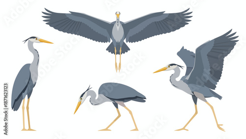 Grey Heron Bird Poses Vector Illustration Set. Wildlife Flying, Standing, and Hunting Silhouette Elements Isolated on White Background.