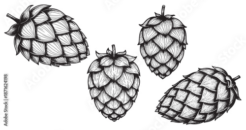 Hop cone engraving illustration for craft beer packaging
