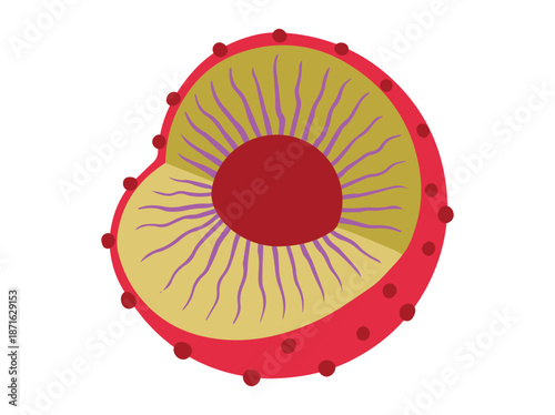 Hand Drawn Nucleus Cell Anatomy
