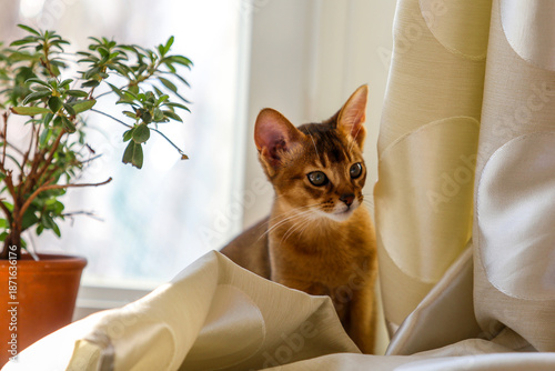 Foto abyssinian cat