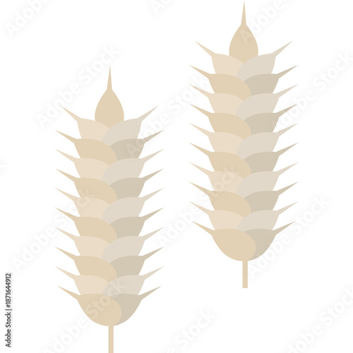 Two ears of wheat on a white background